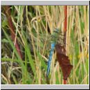Anax imperator - Grosse Koenigslibelle m01.jpg